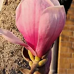 Rosi Апартаменты *