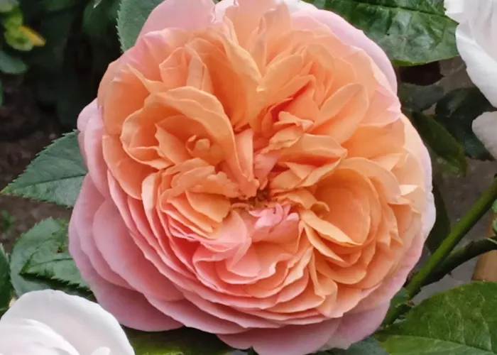 Апартаменты Rosi