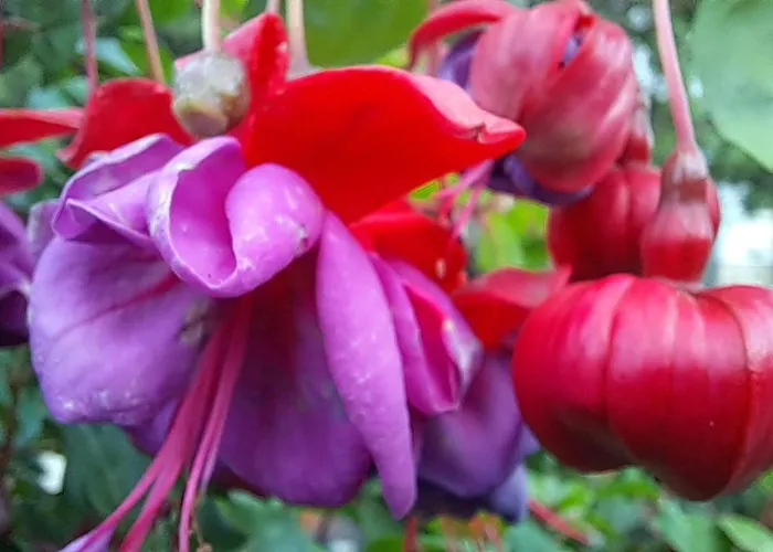 Апартаменты Rosi *